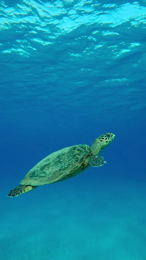 Sea Turtle swims upward to surface in turquoise ocean water on a sunny day Stockbeeldmateriaal 331804123
