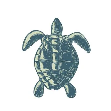Sea Turtle Top View Scratchboard イラスト素材