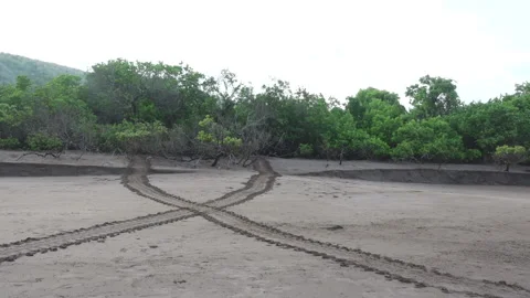 Sea Turtle Tracks Crossing Paths in the Sand on the Forested Shores of the Stock Footage 140560603