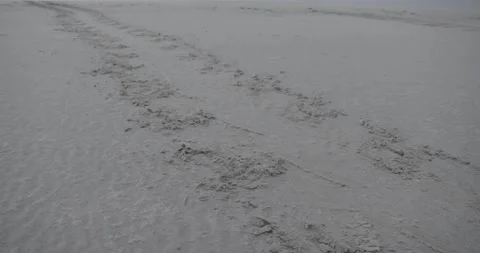 Sea turtle tracks on empty beach Stock Footage 220796017