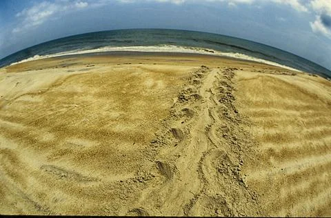 Sea Turtle trail on beach Stock Photos