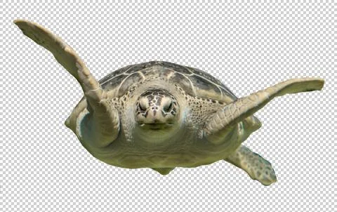 Sea turtle on a transparent background Stock-Illustration