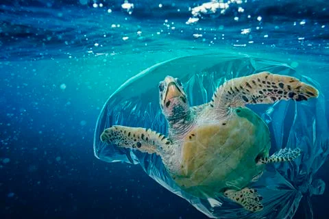 Sea turtle trapped in plastic 写真素材