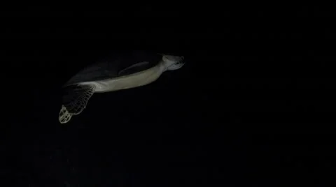 Sea turtle in the tropical sea.Night diving Stock Footage 59343245