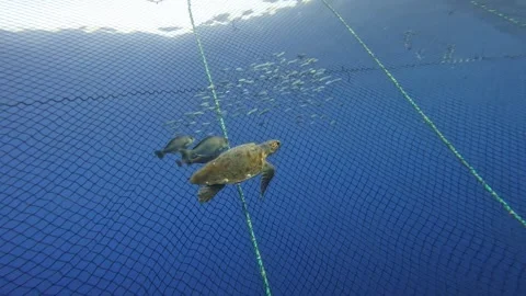Sea Turtle Trying to Escape a Cage, Surrounded by Fish Seeking Refuge Stock Footage 311122953
