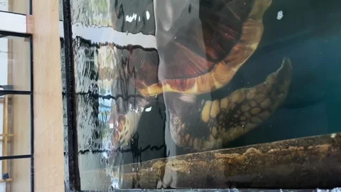 A sea turtle on a turtle farm. turtle farm in Sri Lanka. a large sea turtle Stock Footage 274662448