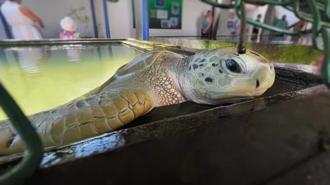 A sea turtle on a turtle farm. turtle farm in Sri Lanka.  Stock Footage 276565224