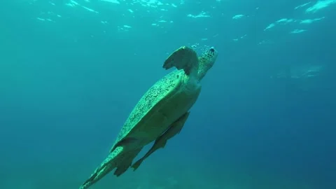 Sea turtle with two Remora fish on its shell floats to the top  Stock Footage 230506035