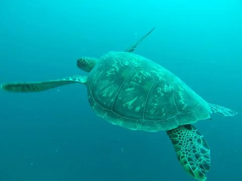Sea turtle under water Foto stock