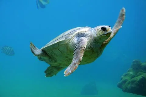 Sea Turtle Under Water Stock Photos