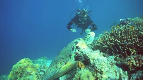 Sea turtle underwater and diver. Semporna,Sipadan. Malaysia. Stock Footage 236810024
