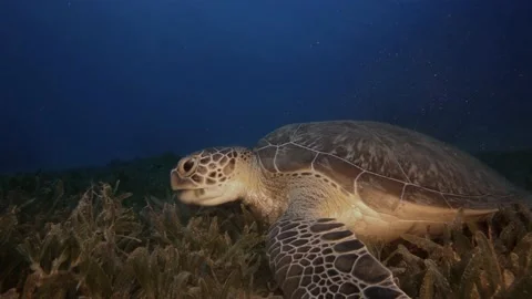Sea turtle underwater chews grass at the bottom of the red sea in wildlife Stock-Footage 143869563