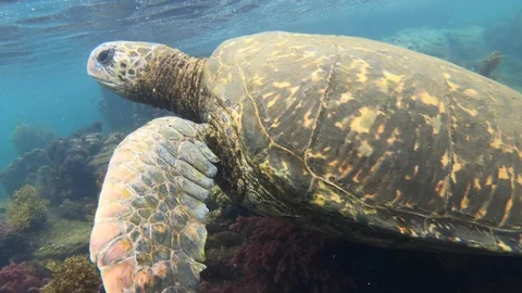 Sea turtle underwater close up Stock Footage 107885660