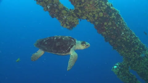 Sea turtle underwater environmental Stock Footage 150451589
