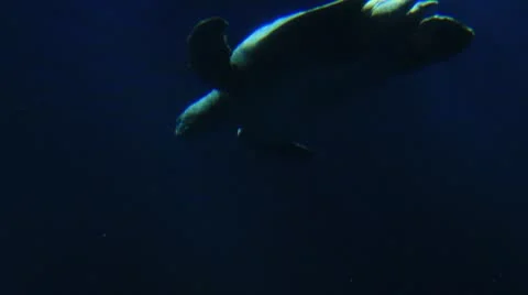 Sea turtle underwater Video stock 8852564