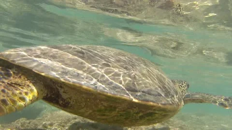 Sea Turtle Underwater Stock Footage 10785701