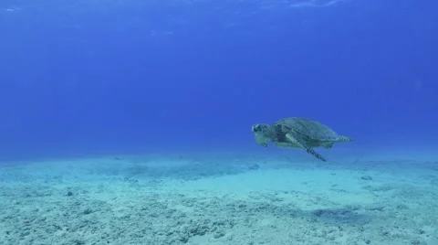 Sea Turtle Underwater Stock Footage 64777224