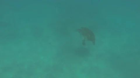 Sea Turtle Underwater Stock Footage 88922022