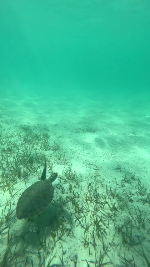 Sea Turtle Underwater Shaky Hand Held Action Footage Point of View Swimming.. Stock Footage 339283919