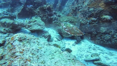 Sea ​​turtle. Underwater world. Diving Stock Footage 170758896