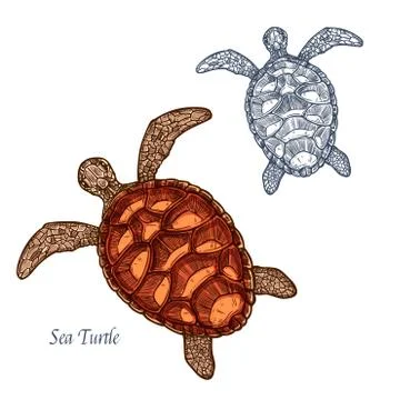 Sea turtle vector isolated sketch icon Stock Illustration