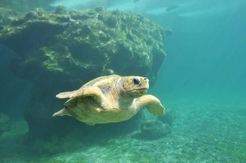 Sea Turtle view inside a Turtles hospital in Reunion Island Stock Photos