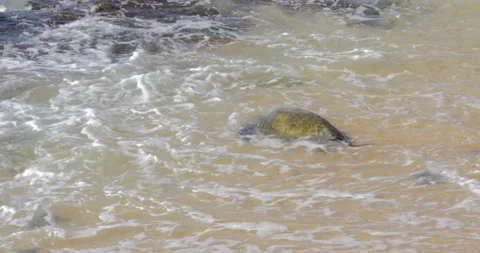 Sea Turtle Walking In The Sea At Ho'okipa Beach, On Maui, Hawaii Video stock 317755007