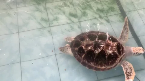 A sea turtle was seen swimming in a mosaic of tiles 스톡 동영상 324612404