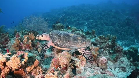 A sea turtle in the wild on the reef Stock Footage 164404150