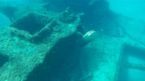 Sea turtle on Wreck Stock Footage 26141777