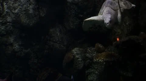 Sea turtle1 Stock Footage 10709660