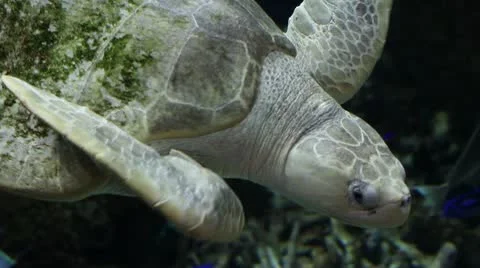 Sea turtle2 Stock Footage 10709728