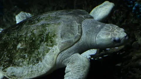 Sea turtle3 Stock Footage 10709950