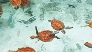 Sea Turtles And Fish Swimming Stock Footage