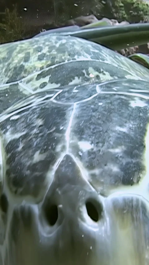 Sea Turtles Up Close Video stock 334912765