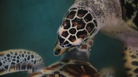 Sea turtles at conservation facility Stock Footage 52547340