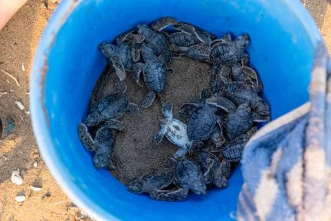 Sea Turtles conversation project Foto stock