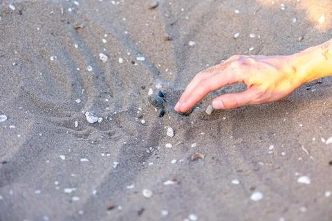 Sea Turtles conversation project Foto stock