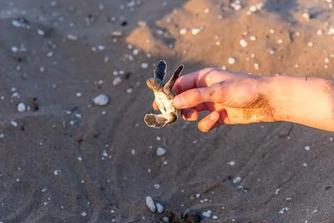 Sea Turtles conversation project Stock Photos