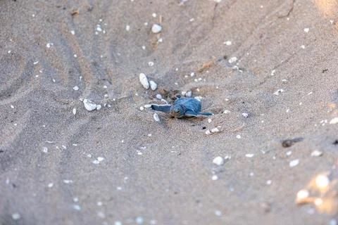 Sea Turtles conversation project Foto stock