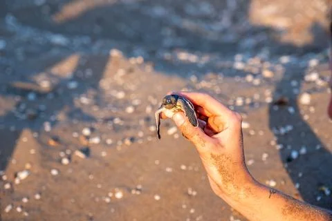 Sea Turtles conversation project Foto stock