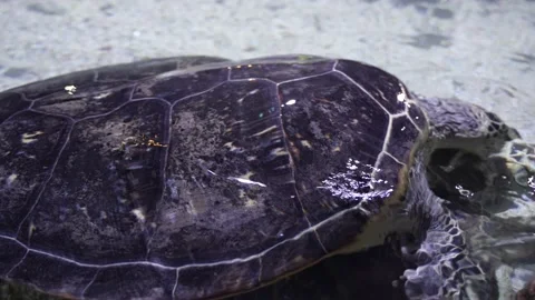 Sea turtles crawling and mating on the shore Stock Footage 235446871