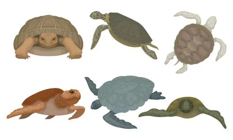 Sea Turtles from Different Perspectives Isolated on White Background Vector Set Illustrazione stock
