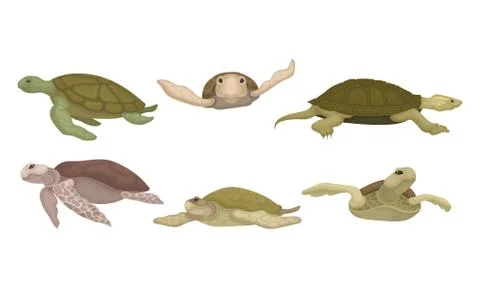Sea Turtles from Different Perspectives Isolated on White Background Vector Set Illustrazione stock