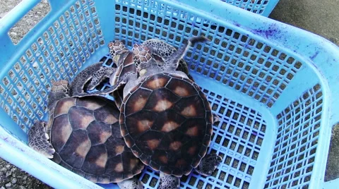 Sea Turtles Farm 스톡 동영상 57961102