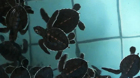 Sea Turtles Farm Stock Footage 58610965