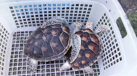 Sea Turtles Farm 스톡 동영상 58910899
