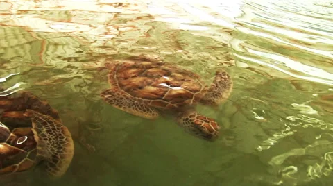 Sea Turtles Farm Видео 59540230