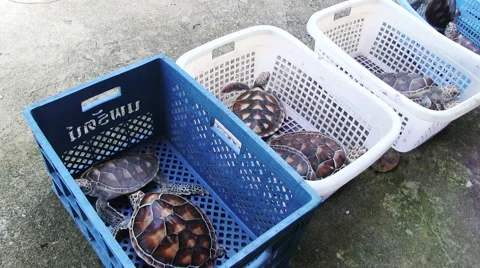 Sea Turtles Farm Видео 59998420