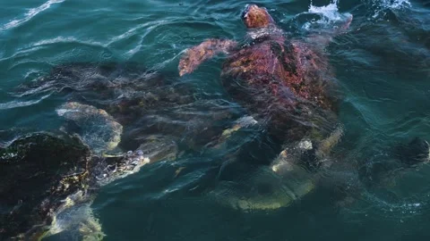 Sea Turtles Feeding at Surface, Splashing Water With Flippers Stock Footage 346398617